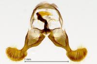 Dichrorampha plumbagana