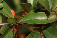 Phyllonorycter leucographella