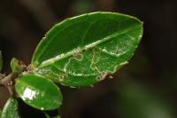 Bucculatrix alaternella