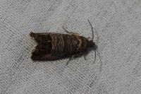 Cydia pomonella