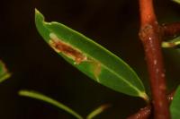 Rosetea rosetella