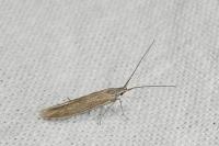 Coleophora texanella