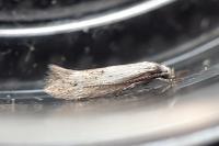 Elachista subocellea