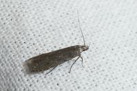 Monochroa hornigi
