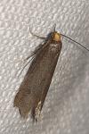 Agnoea josephinae