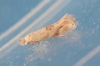 Bucculatrix bechsteinella