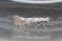 Phyllonorycter acerifoliella