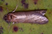 Tortricodes alternella