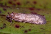 Tortricodes alternella