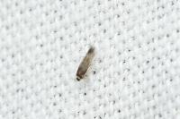 Stigmella roborella