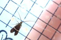 Adela australis
