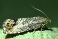 Cydia splendana