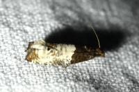 Notocelia roborana