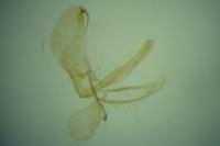 Phyllonorycter insignitella