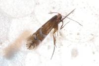 Phyllonorycter insignitella