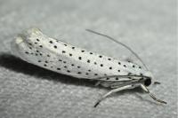 Yponomeuta evonymella