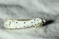 Yponomeuta