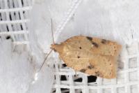 Acleris ferrugana