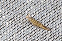 Coleophora limoniella