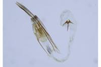 Coleophora limoniella