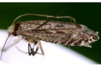 Parornix torquillella