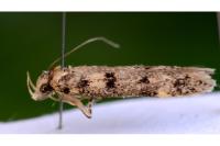 Bryotropha domestica
