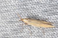Coleophora helianthemella