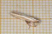 Coleophora helianthemella