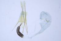Coleophora helianthemella