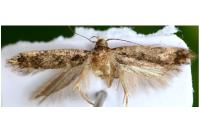 Bryotropha dryadella