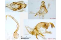 Bryotropha dryadella