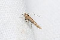 Coccidiphila gerasimovi