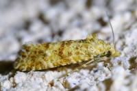 Aethes margarotana