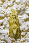 Aethes margarotana