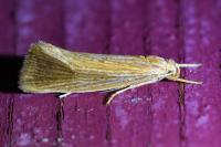 Orthotelia sparganella