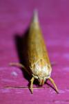 Orthotelia sparganella