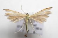 Merrifieldia baliodactyla