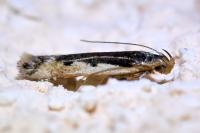 Cosmardia moritzella