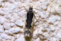 Cosmardia moritzella