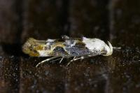 Mompha propinquella