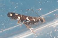 Vulcaniella fiordalisa