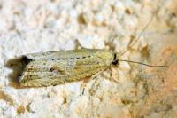Bactra lancealana