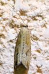 Bactra lancealana