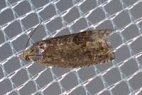 Cydia splendana
