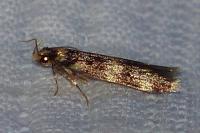 Oegoconia