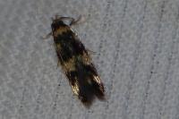 Oegoconia