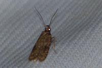 Agonopterix