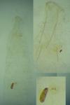 Phyllonorycter distentella
