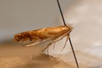 Phyllonorycter distentella