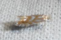 Phyllonorycter distentella